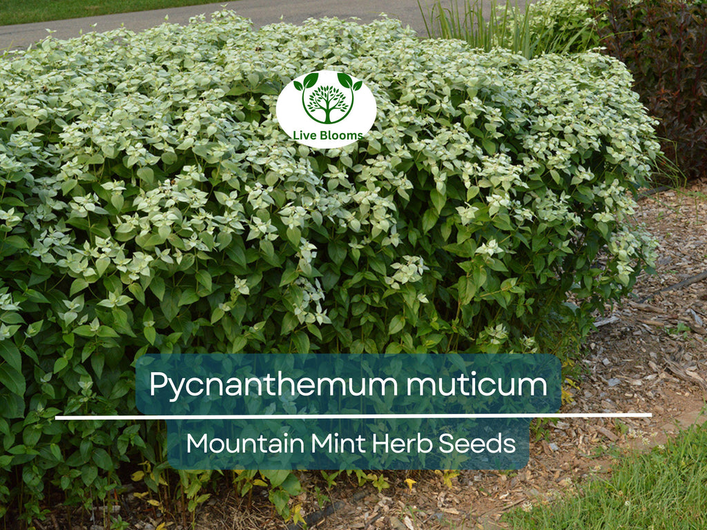 30 mg Seeds Mountain Mint Herb – Pycnanthemum muticum | Aromatic Native Mint for Planting, Culinary & Herb Uses