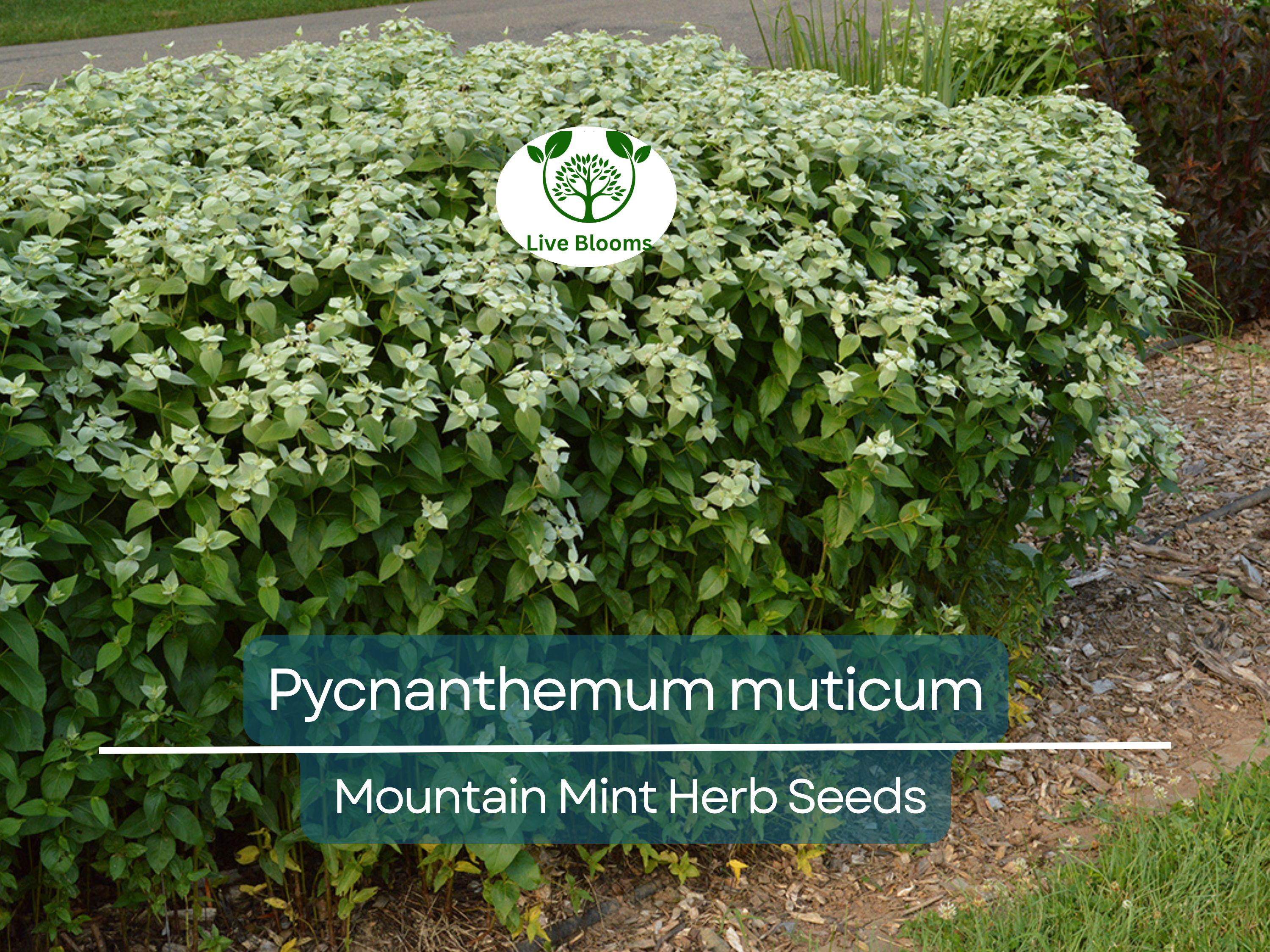 30 mg Seeds Mountain Mint Herb – Pycnanthemum muticum | Aromatic Native Mint for Planting, Culinary & Herb Uses