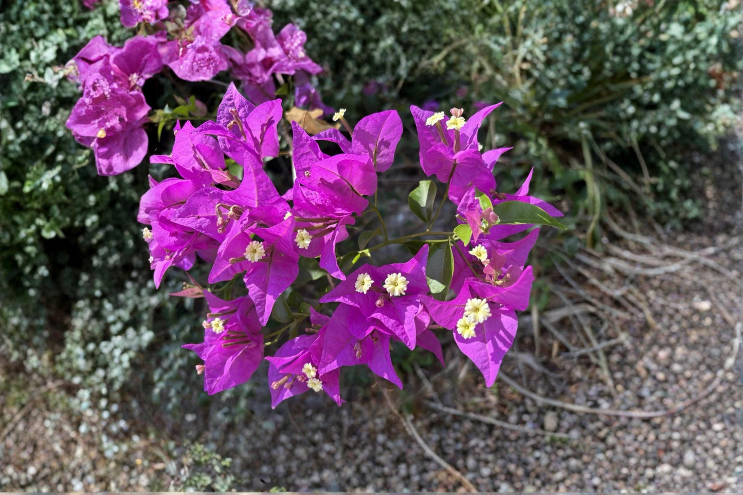 Bougainvillea Purple Lavender 6 Cuttings 6-8" Unrooted Tropical Vine