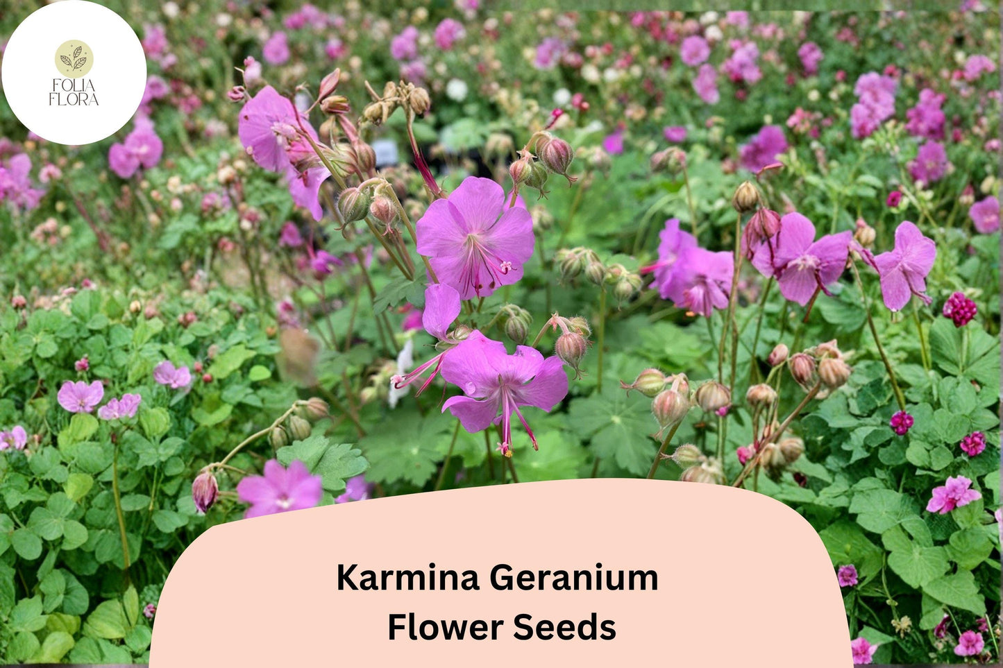 25+ Karmina Geranium Seeds for Garden Planting – Pink Flowers, Hardy Perennial