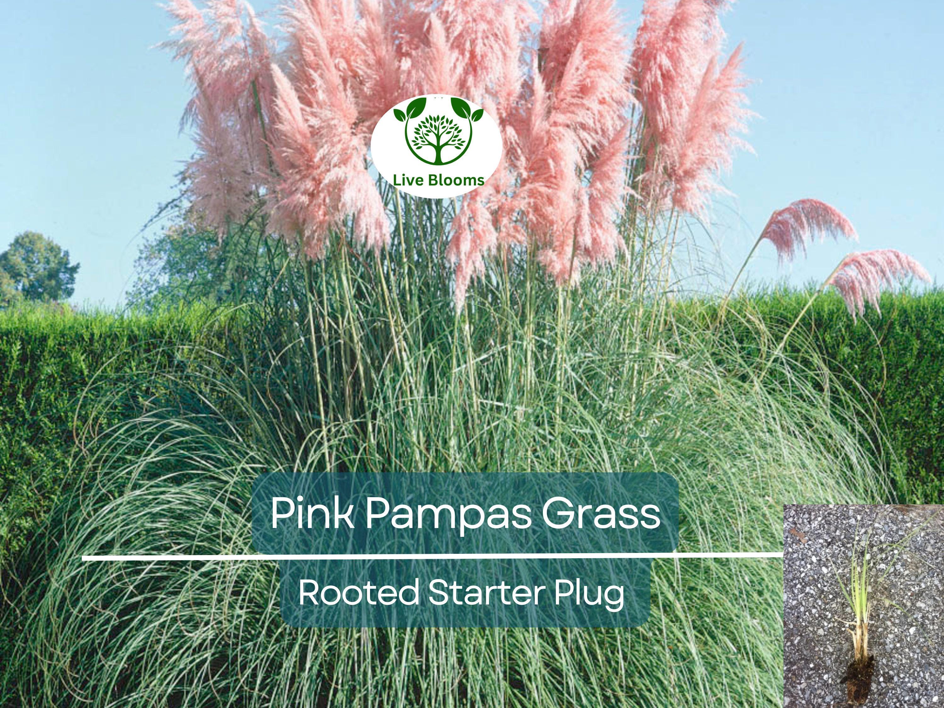 3 Pink Pampas Grass Rooted Starter Plugs - Elegant, Hardy, Perfect for Landscaping, Garden, Ornamental Grass, Cortaderia Selloana