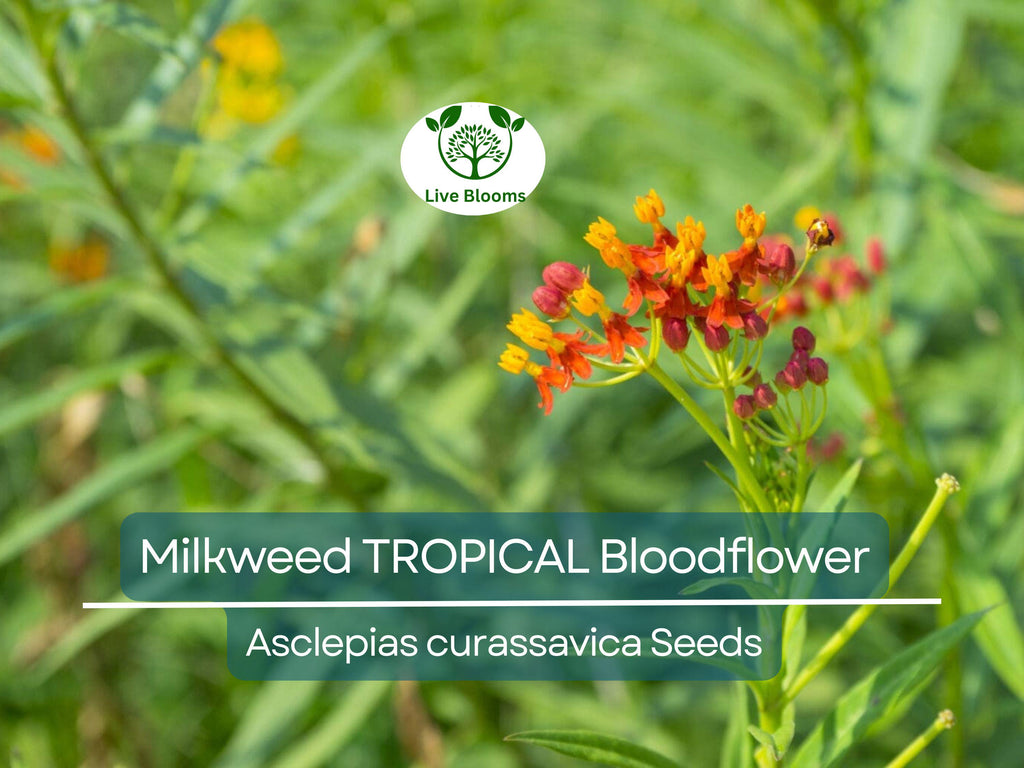 100 Seeds Milkweed TROPICAL Bloodflower (Asclepias curassavica), Monarch Butterfly Host Plant, Attracts Pollinators, Non-GMO, Vibrant Flower