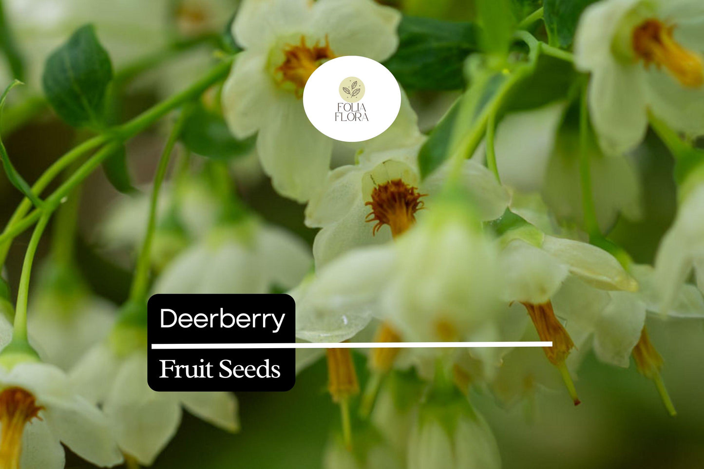 Deerberry Seeds (25) | Vaccinium stamineum | Native Wild Blueberry Shrub | Fruit Plant for Wildlife & Landscapes