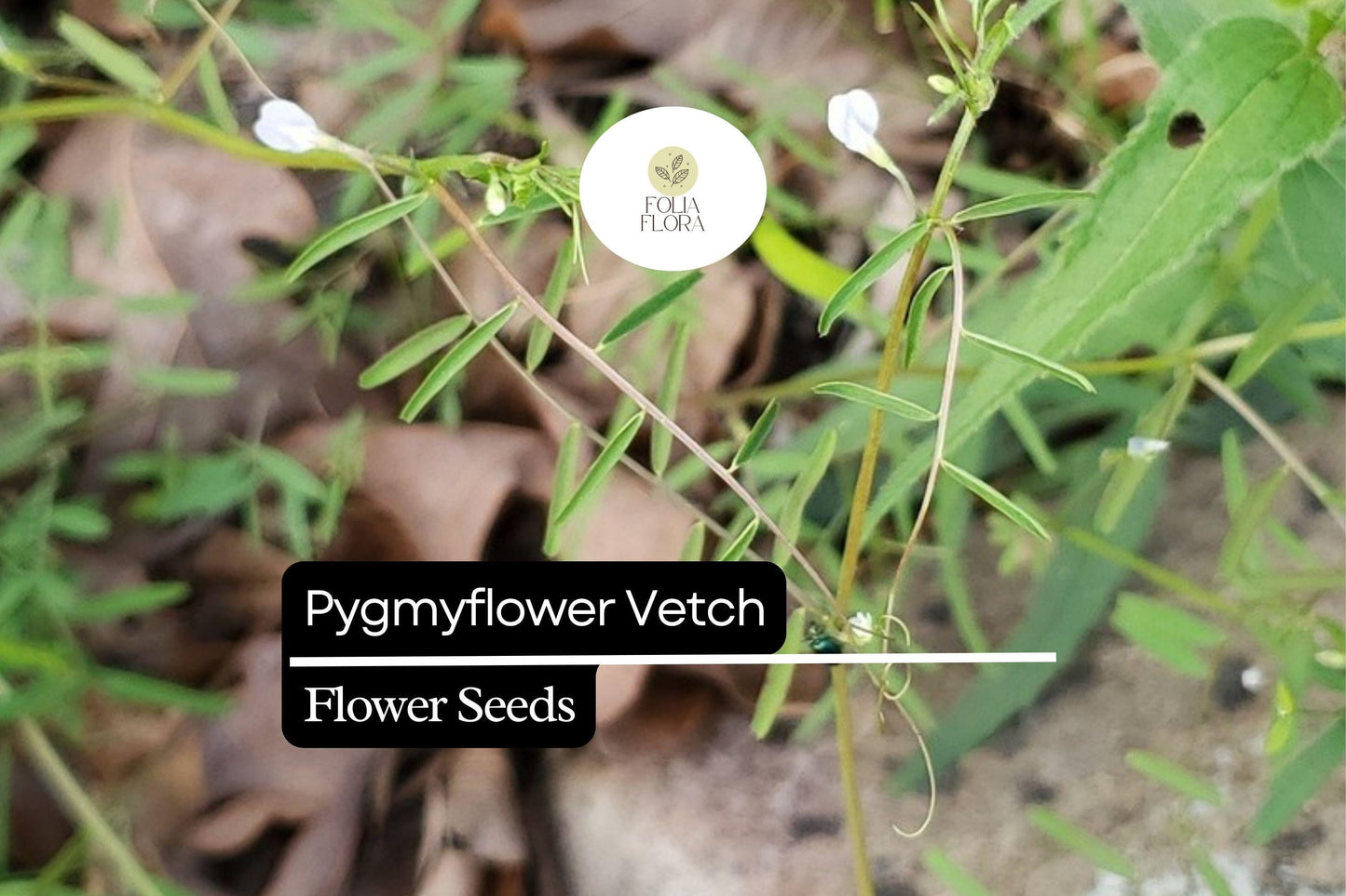Pygmyflower Vetch Seeds (Vicia minutiflora) | 15 Seeds | Pollinator-Friendly Wildflower | Ground Cover