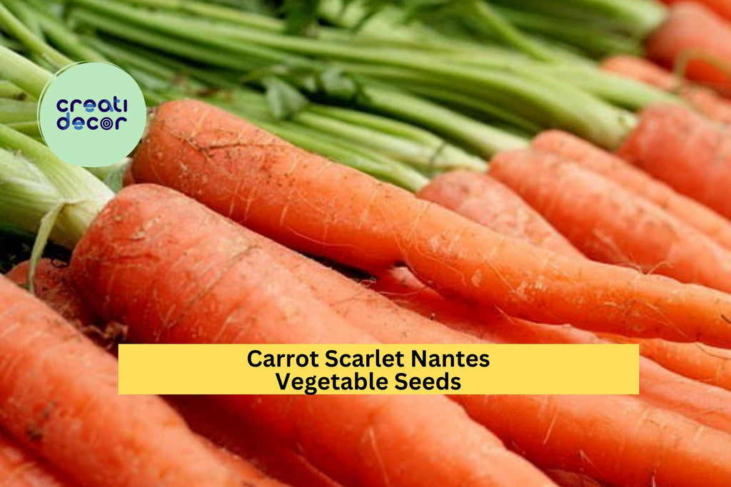 3pcs x 1g Scarlet Nantes Carrot Seeds – Sweet, Crisp Heirloom Root Vegetable for Garden Beds or Container Growing Seeds for Planting