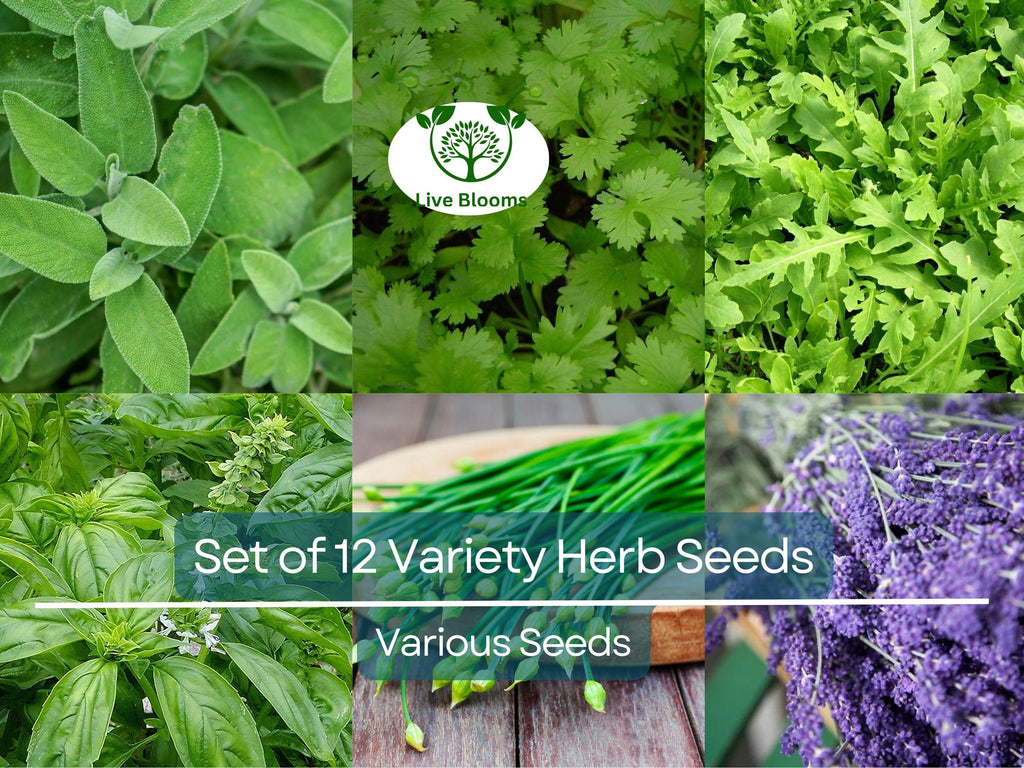 Set of 12 Culinary Herb Seeds – Basil, Parsley, Cilantro, Thyme, Dill, Arugula, Lavender, Non-GMO, Heirloom