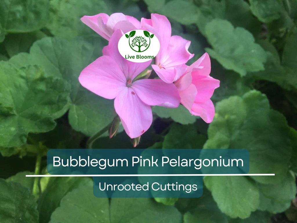 4 Bubblegum Pink Pelargonium Zonal Geranium Unrooted Cuttings - Fresh Live Plants, 8" Long, Ideal for Garden, Hanging Baskets & Containers