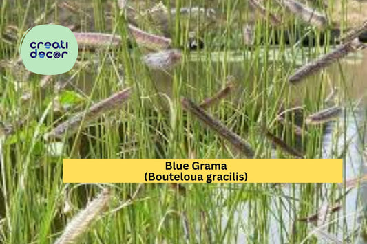 Blue Grama Grass Seeds (Bouteloua gracilis) – 100 Native Grass Seeds | Drought-Tolerant | Lawn Alternative | Pollinator Habitat