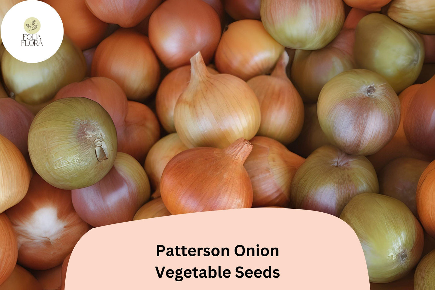 500+ Patterson Onion Seeds | Long-Day Storage Onion | Golden Yellow Heirloom | Garden Planting | Allium cepa Seeds
