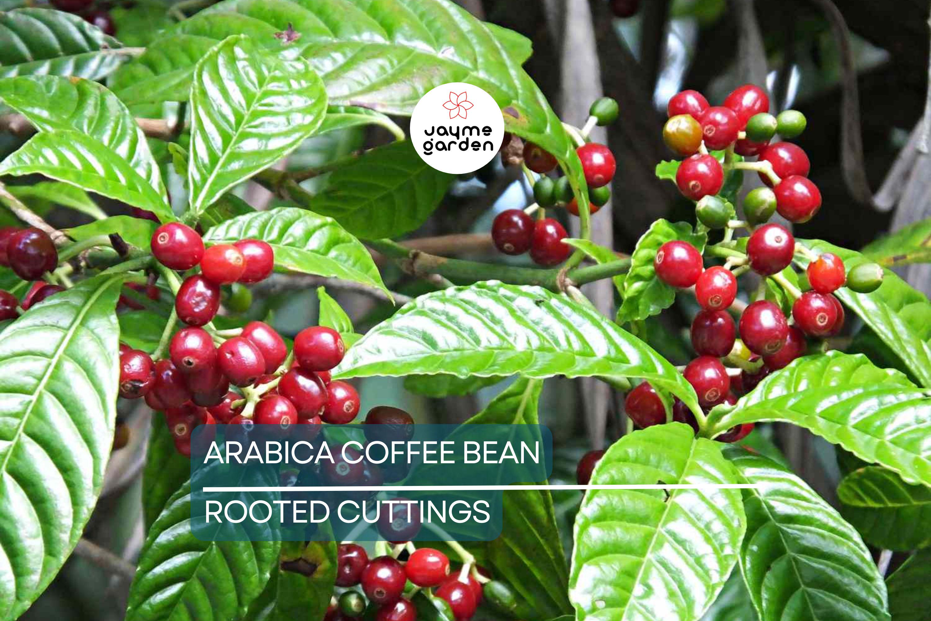 Arabica Coffee Plant | Live Rooted Starter | Grow & Brew Your Own Coffee | Indoor and Outdoor | Great Gift for Coffee Lovers