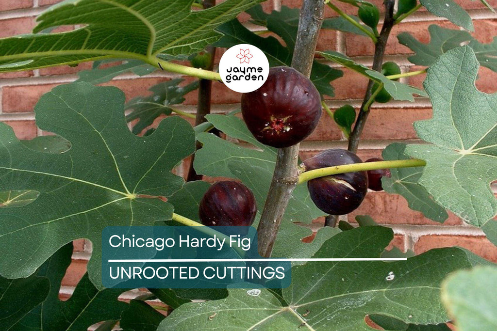 10 Chicago Hardy Fig Tree Cuttings 9”-10", 5+ Nodes Each, Cold-Resistant & Fast-Growing Fig for Temperate Climates