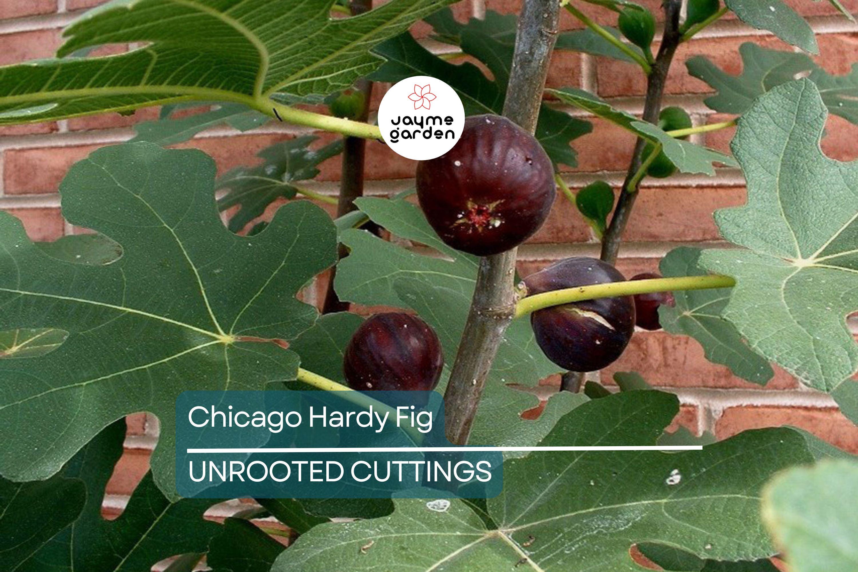 10 Chicago Hardy Fig Tree Cuttings 9”-10", 5+ Nodes Each, Cold-Resistant & Fast-Growing Fig for Temperate Climates