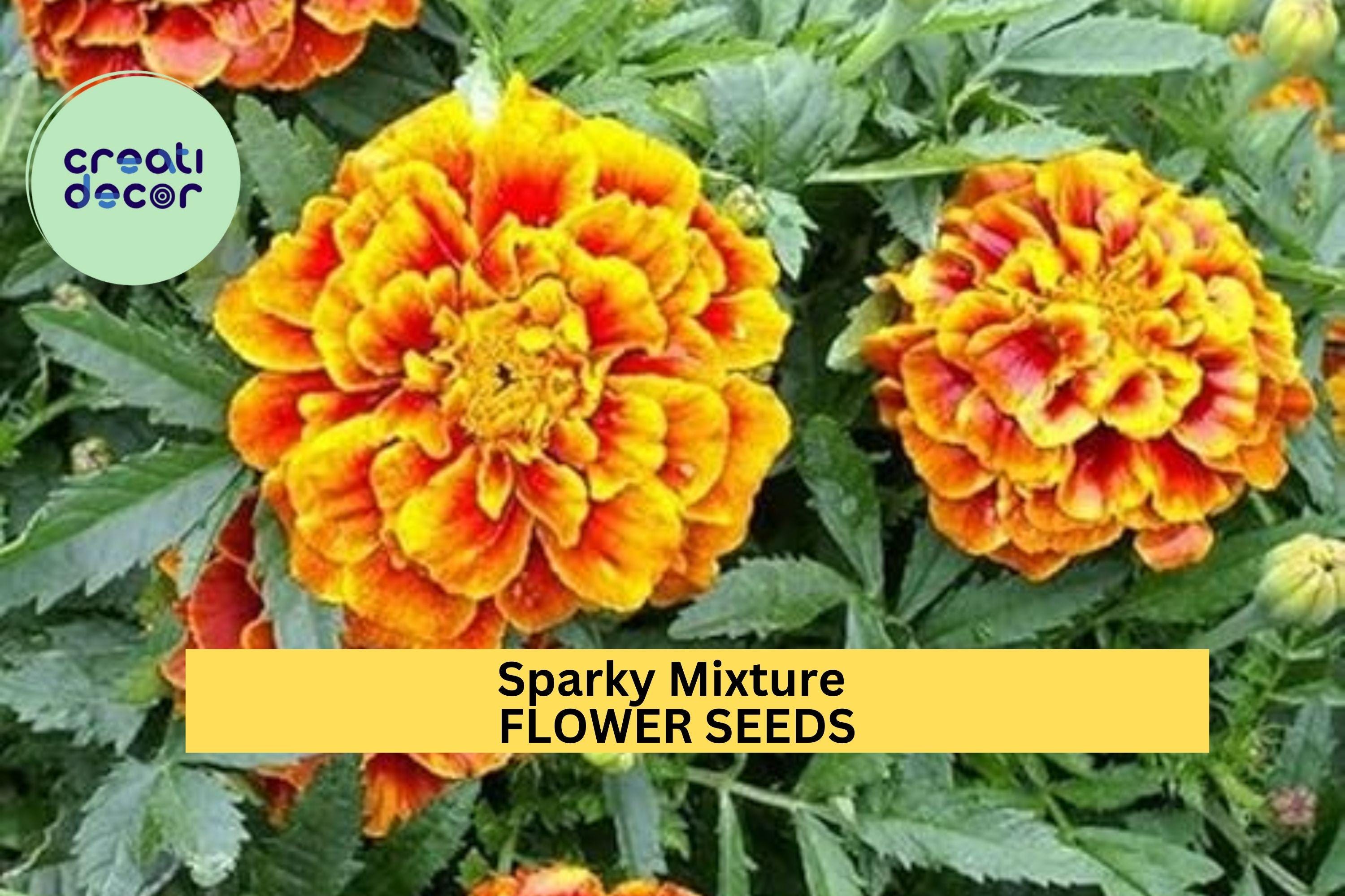 3pcs of 500mg Sparky Mixture Marigold Seeds – Bright Ruffled Blooms in Red, Gold & Orange, Borders Pollinator Gardens Seeds for Planting
