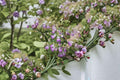 Chinese Houses – Collinsia heterophylla Seeds | 100 Seeds | Unique Purple & White Wildflower