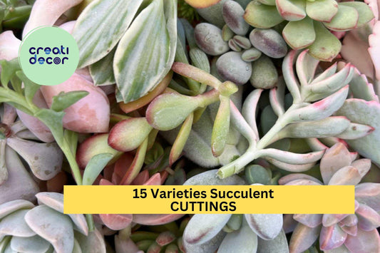 15 Succulent Variety Cuttings – Mixed Rosettes & String Succulents for DIY Arrangements or Pots – Fresh And Unrooted – Free Shipping – USA