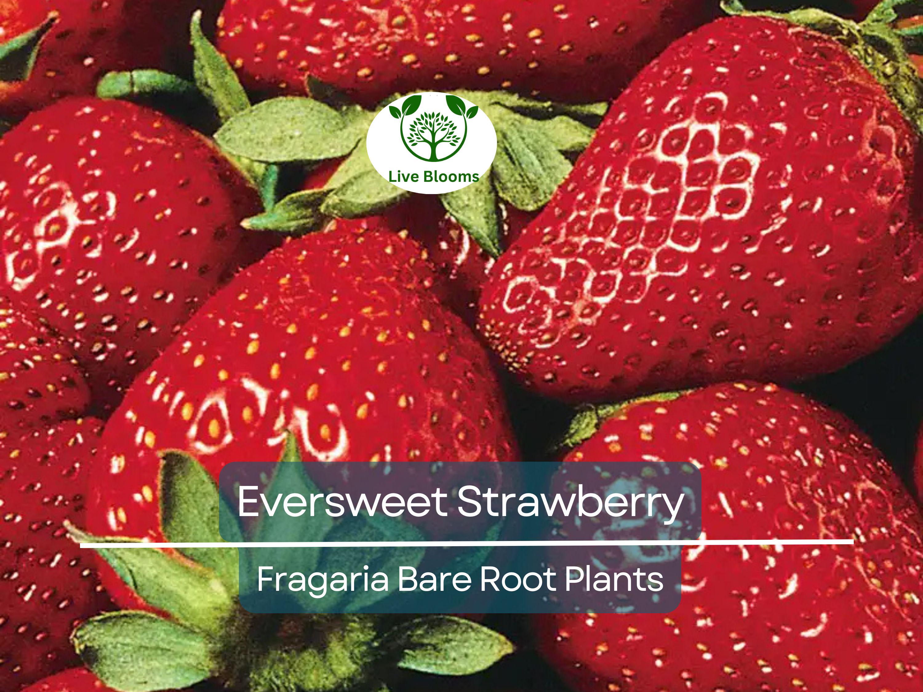 10 Eversweet Strawberry Plants – Bare Root Everbearing Variety – Sweet, Juicy, Large Berries – Heat Tolerant & Productive
