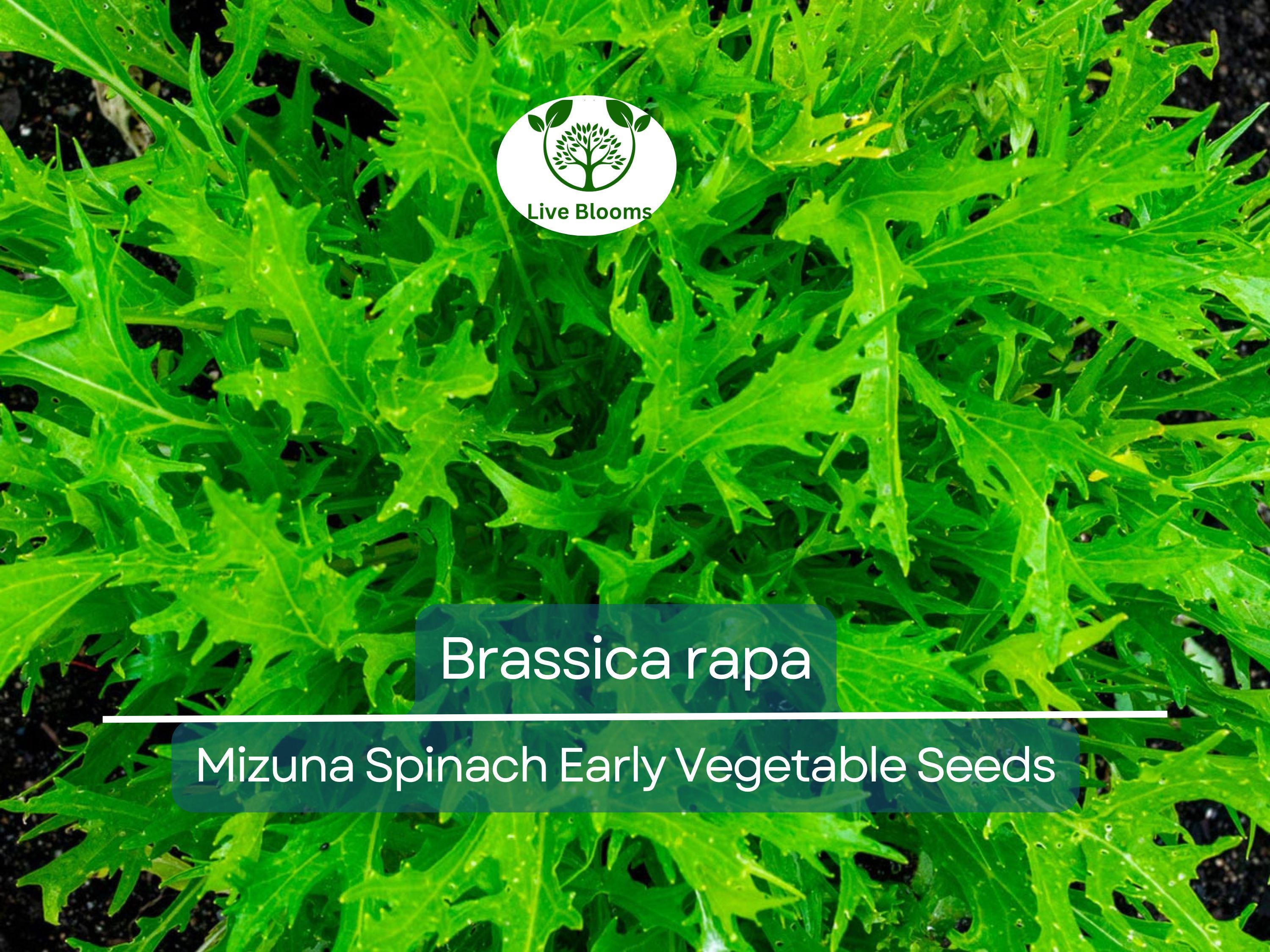 500 mg Seeds Mizuna Spinach Early – Brassica rapa | Heirloom Vegetable for Planting, Fast-Growing Greens, Fresh Harvest