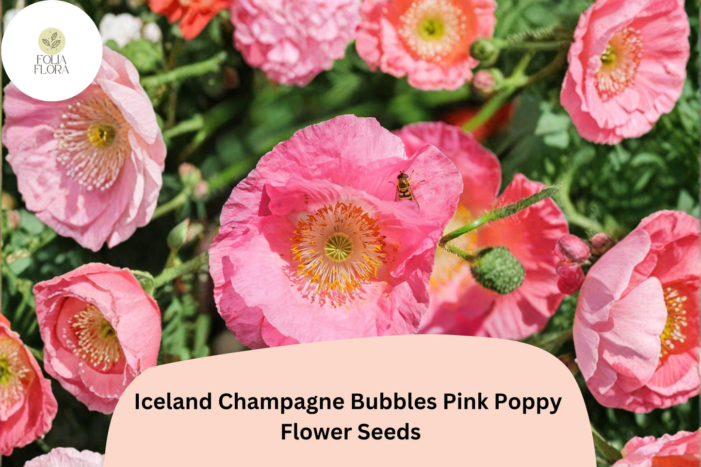 200+ Iceland Champagne Bubbles Pink Poppy Seeds for Garden – Soft Pink Blooms, Easy to Grow Perennial Flowers