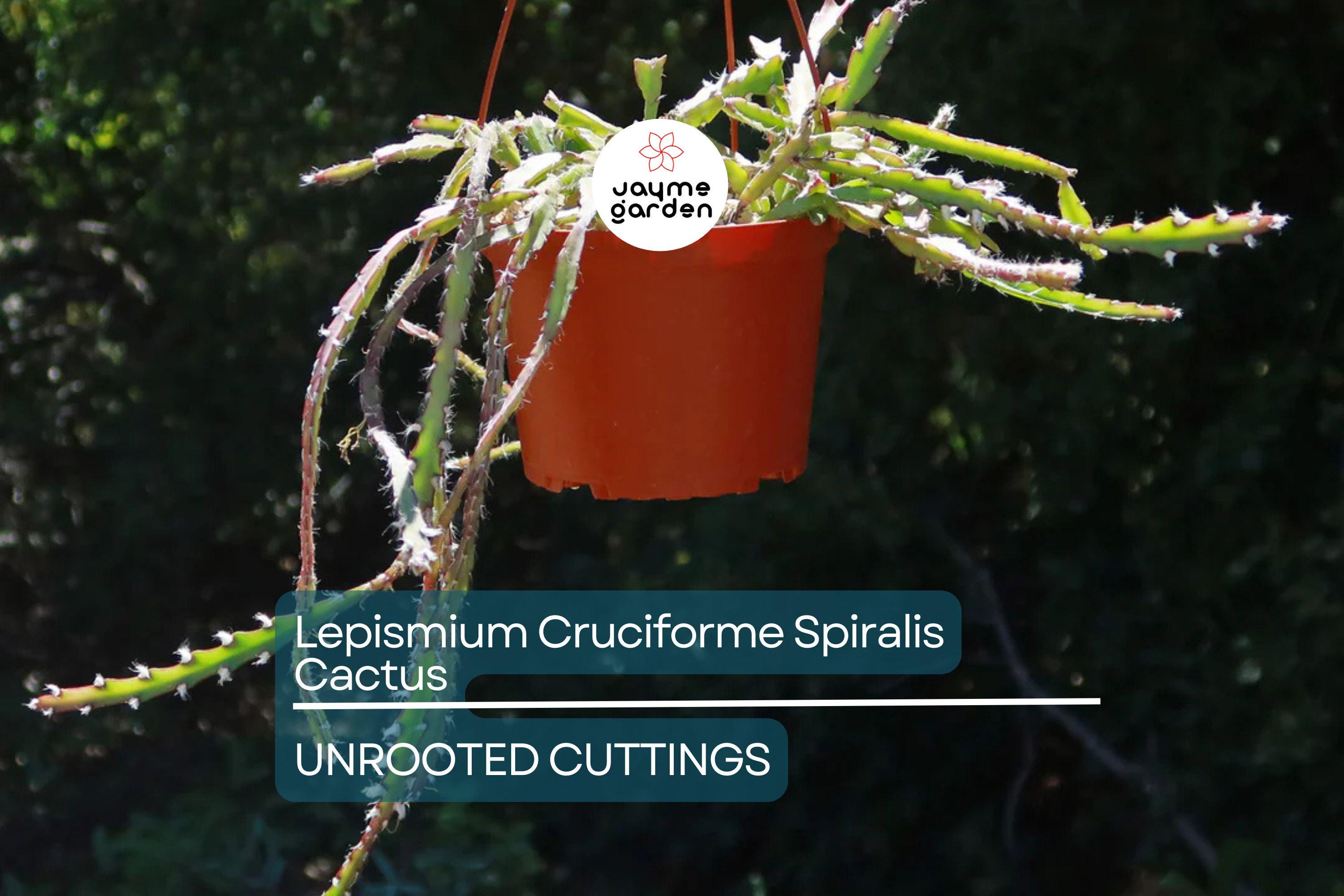 Lepismium Cruciforme Spiralis Cactus | 3 Unrooted Cuttings 4-8" | Rare Epiphytic Cactus for Grafting or Rooting