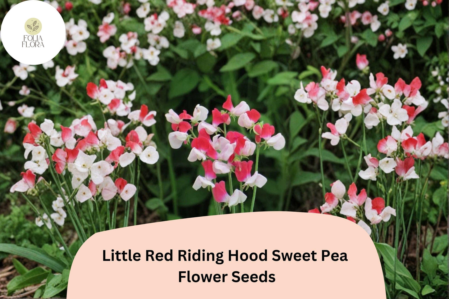 Little Red Riding Hood Sweet Pea Seeds | Lathyrus odoratus Red White Bicolor Blooms (50+ Seeds)