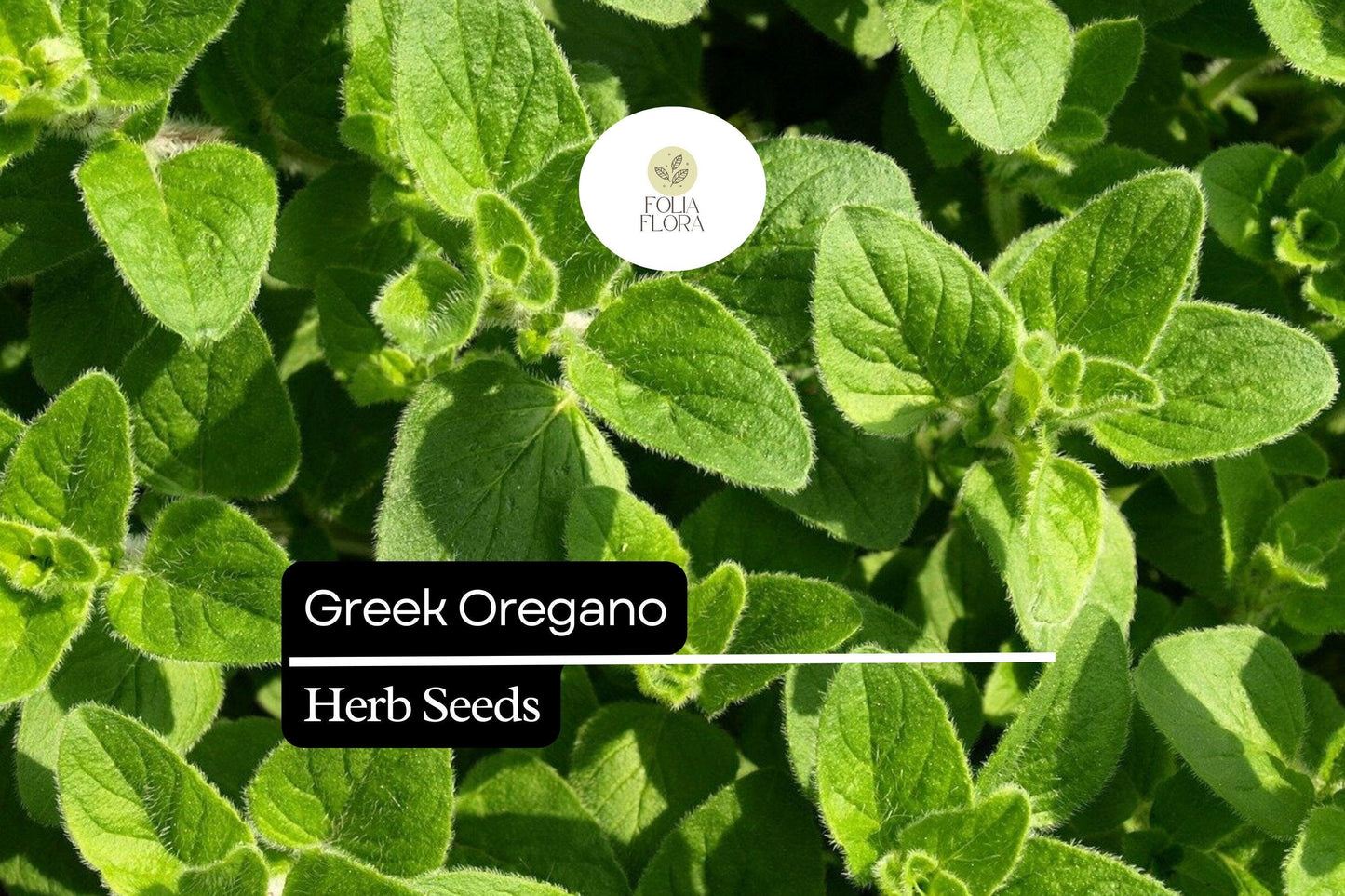 2000 Seeds Greek Oregano (Origanum vulgare subsp. hirtum) – Aromatic Culinary Herb for Gardens and Pots