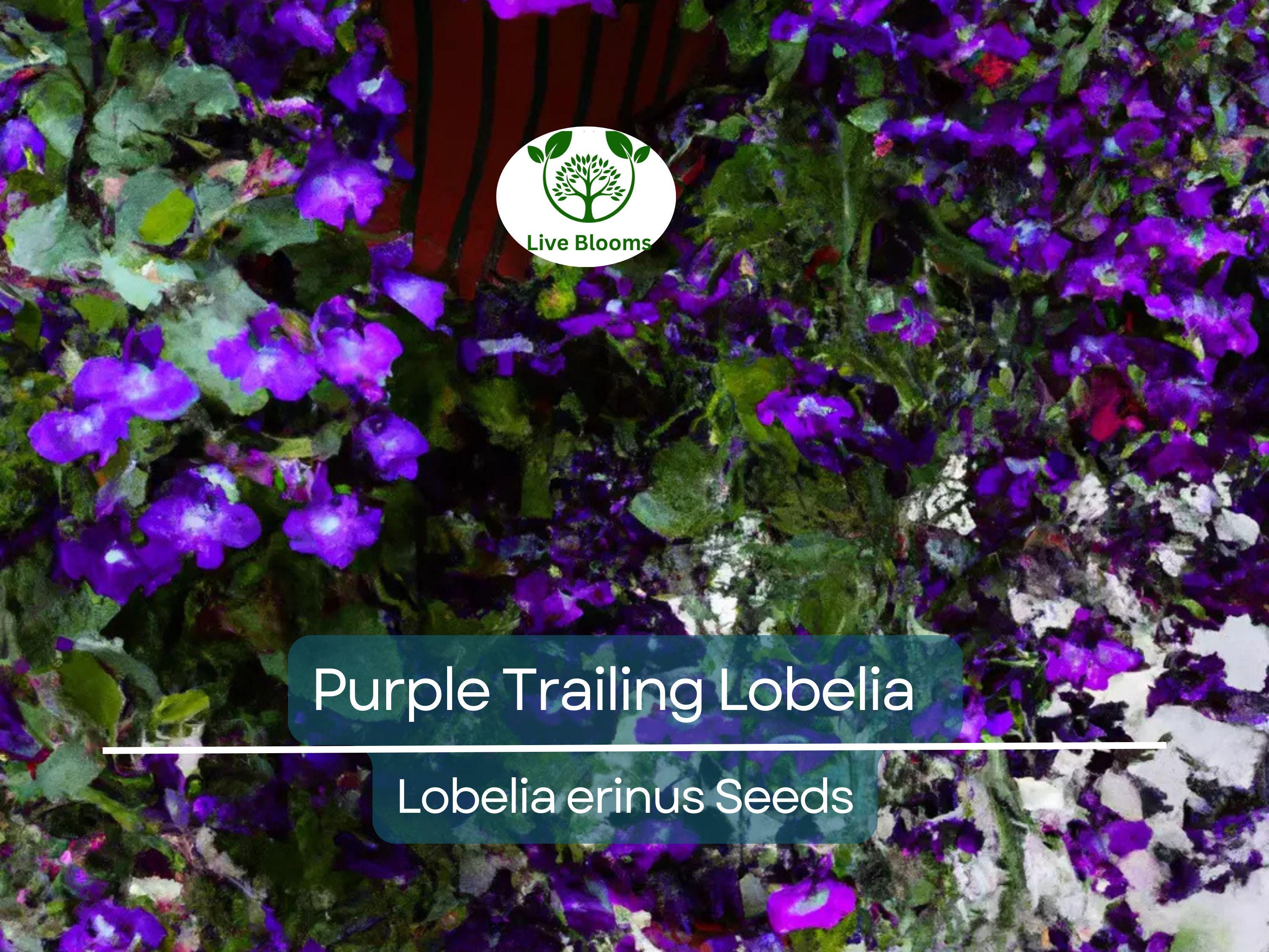 600 Purple Trailing Lobelia Seeds | Ground Cover, Hanging Basket, Annual Flower | Beautiful Cascading Blooms, Low Maintenance, Easy Grow