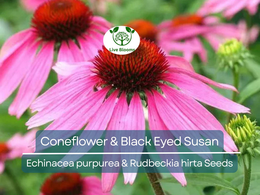 250 Seeds Echinacea purpurea & Rudbeckia hirta Mix – Coneflower and Black Eyed Susan – Native Wildflowers – Non-GMO Heirloom Pollinators
