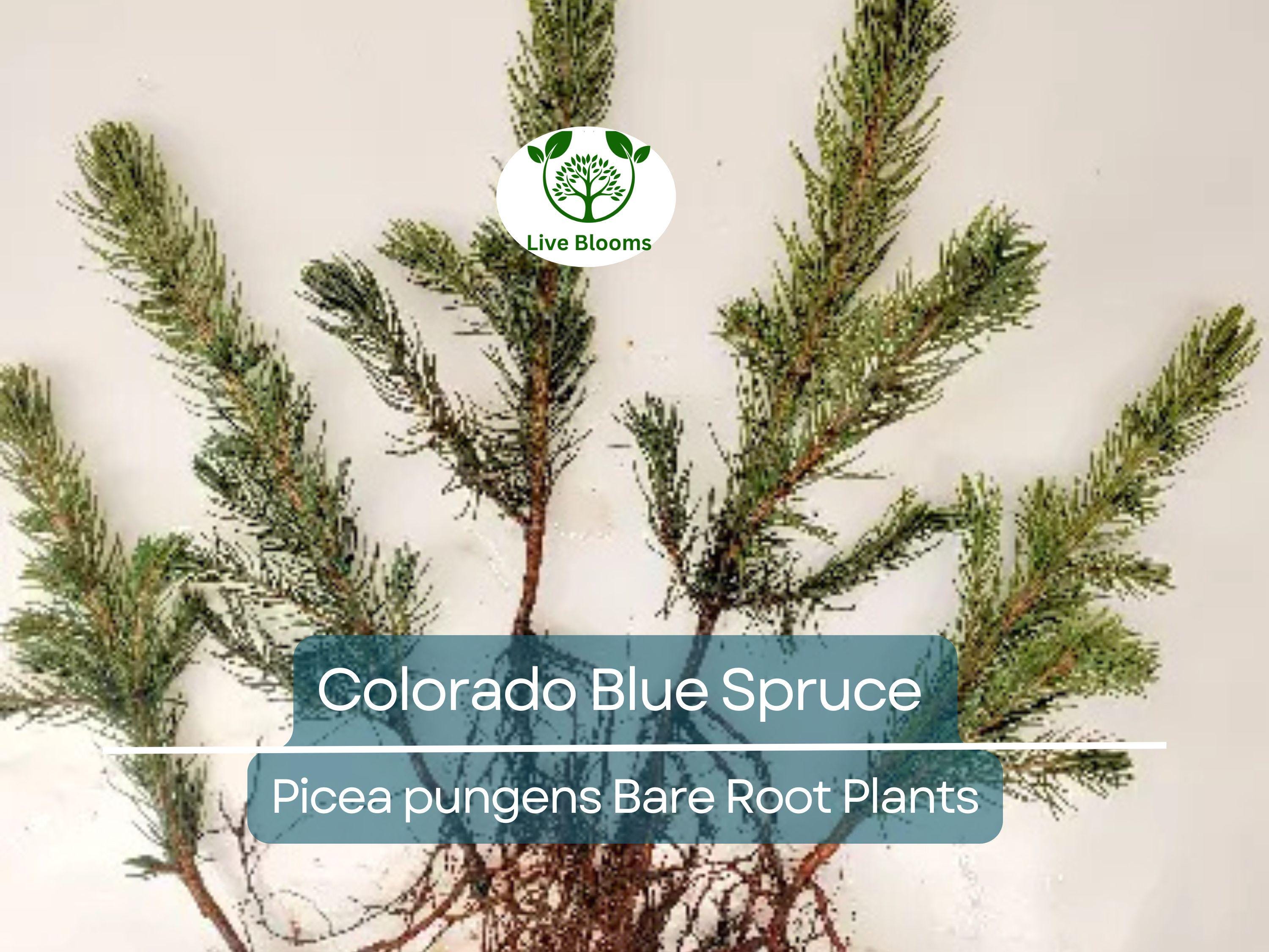 1 Colorado Blue Spruce Tree – Bare Root 9" Seedling – Pre-Bonsai or Landscape Starter – Hardy Evergreen – Zones 2–7