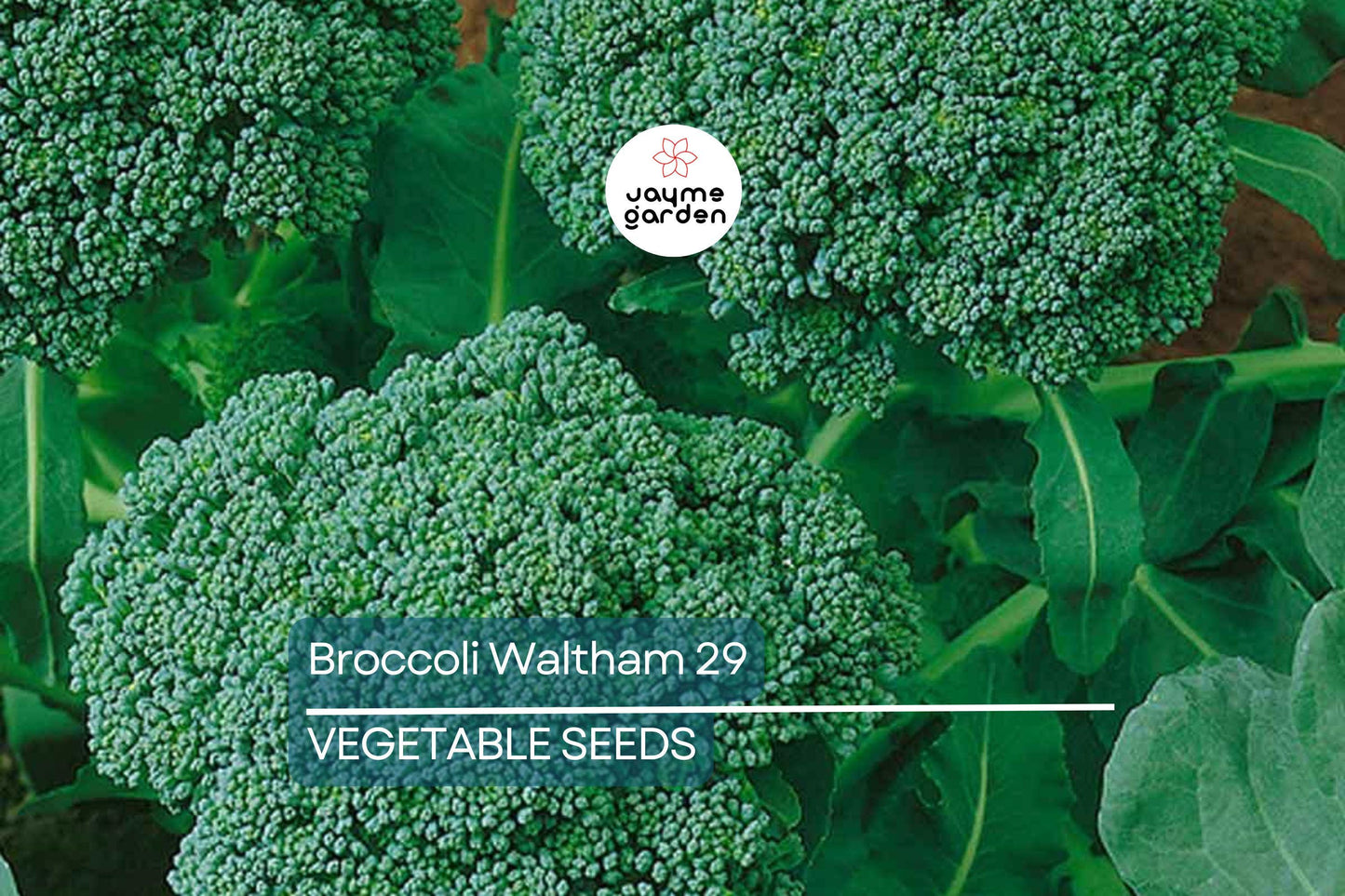 1000 Waltham 29 Broccoli Seeds - Non-GMO Heirloom | Cold Hardy & Productive | Spring and Fall Planting | USA Seller | Free Shipping