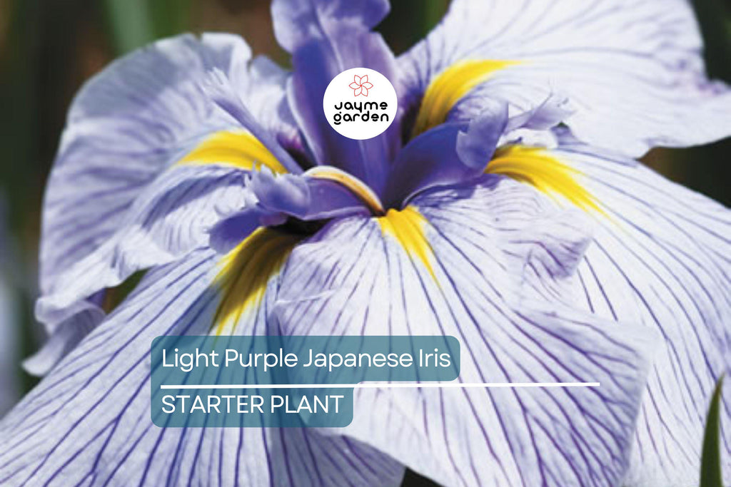 Light Purple Japanese Iris Live Roots | Freshly Dug Bulbs | Spring Blooming Perennial | Hardy & Low Maintenance | Pack of 4