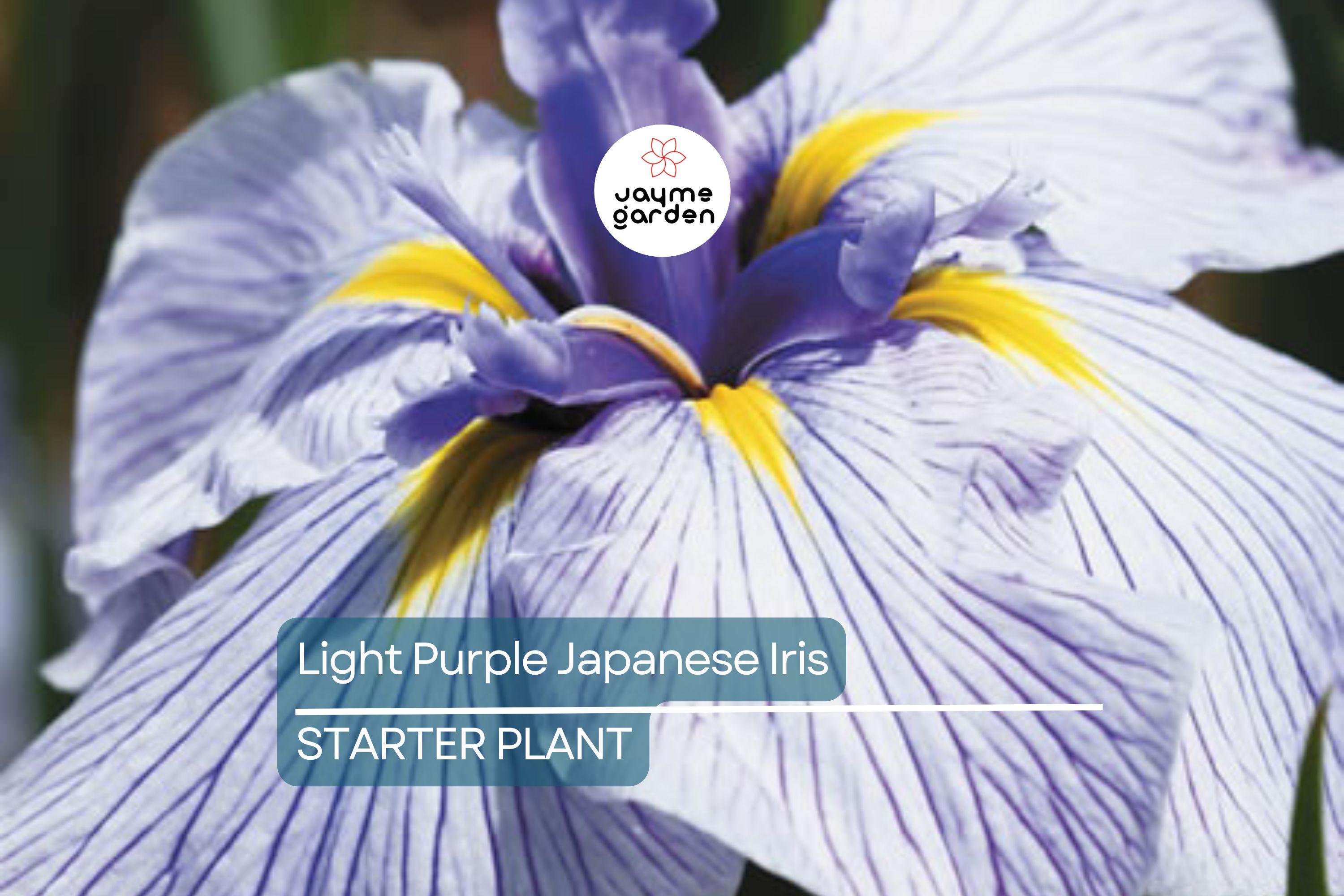 Light Purple Japanese Iris Live Roots | Freshly Dug Bulbs | Spring Blooming Perennial | Hardy & Low Maintenance | Pack of 4