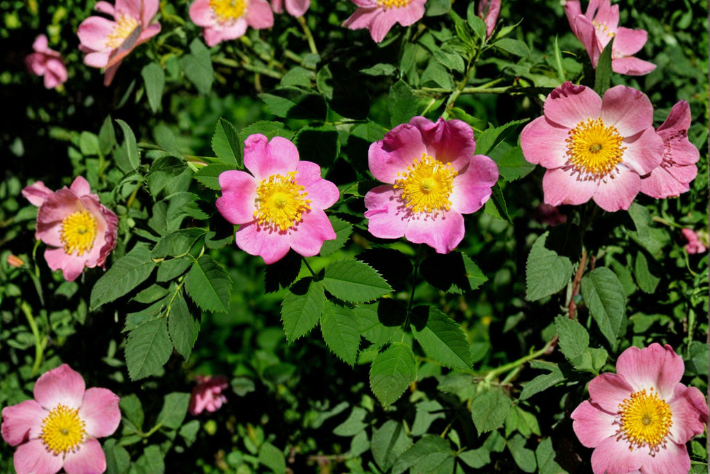 Pasture Rose Seeds – Rosa carolina | 10 Seeds |Hardy Pink Flowering Shrub