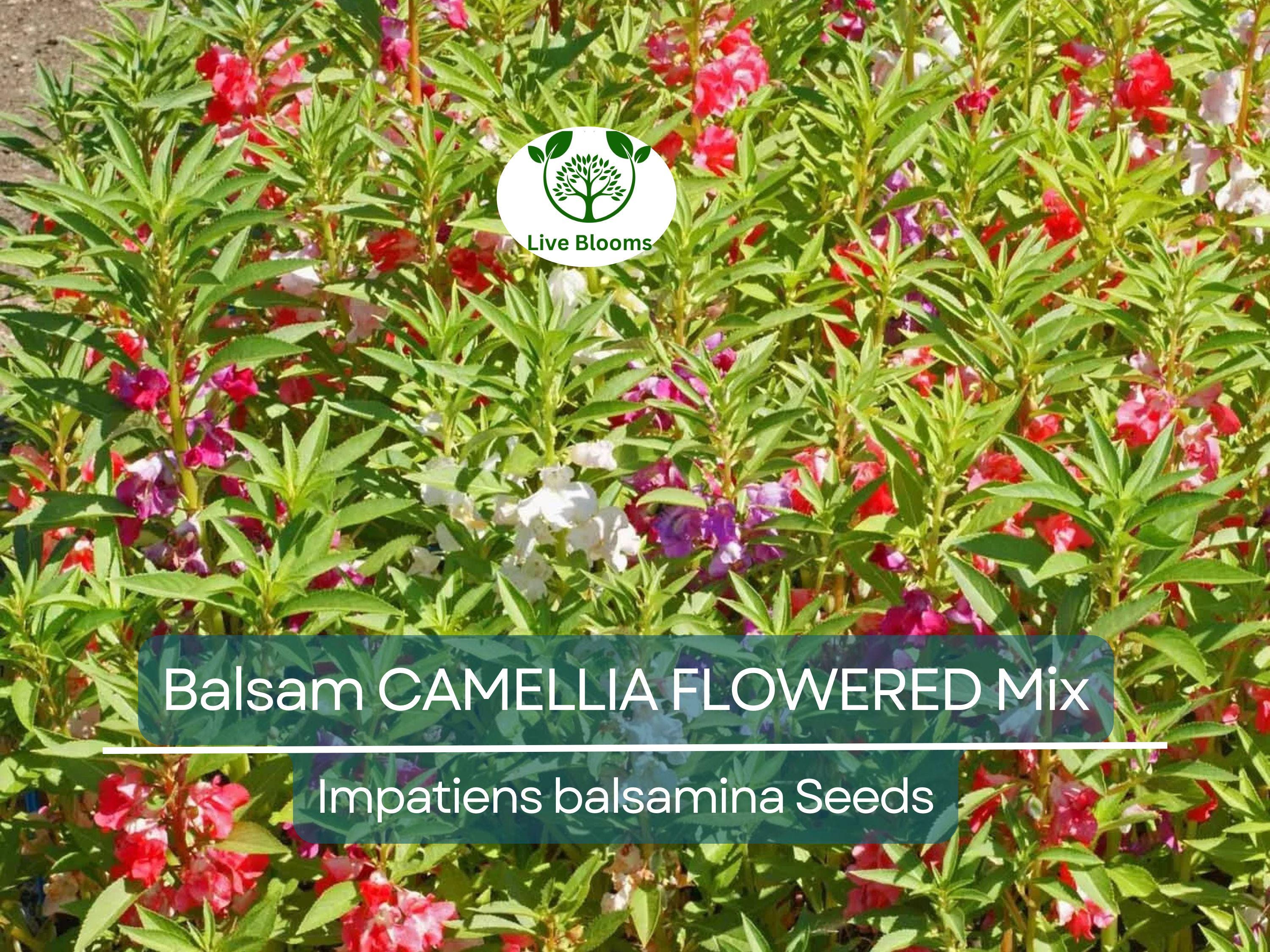 200 Seeds Balsam CAMELLIA FLOWERED Mix, Impatiens Double Blooms, PartShade, Non-GMO, Beautiful Garden Flowers, Vibrant Colors