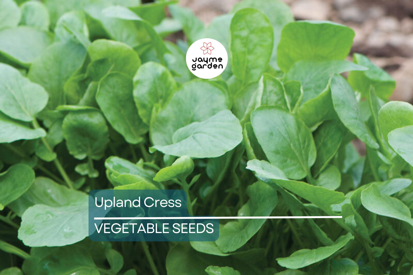 4000 Upland Cress Seeds – Early Cress, Creasy Greens, Heirloom, Non-GMO | USA Seller, Fast-Growing Leafy Green