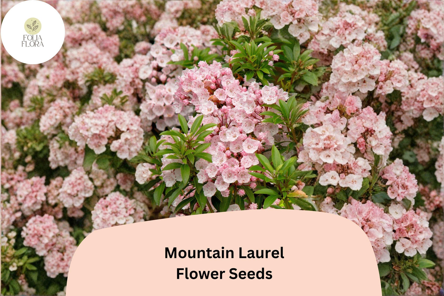 Mountain Laurel Seeds – 100 Kalmia latifolia | Native Evergreen Shrub