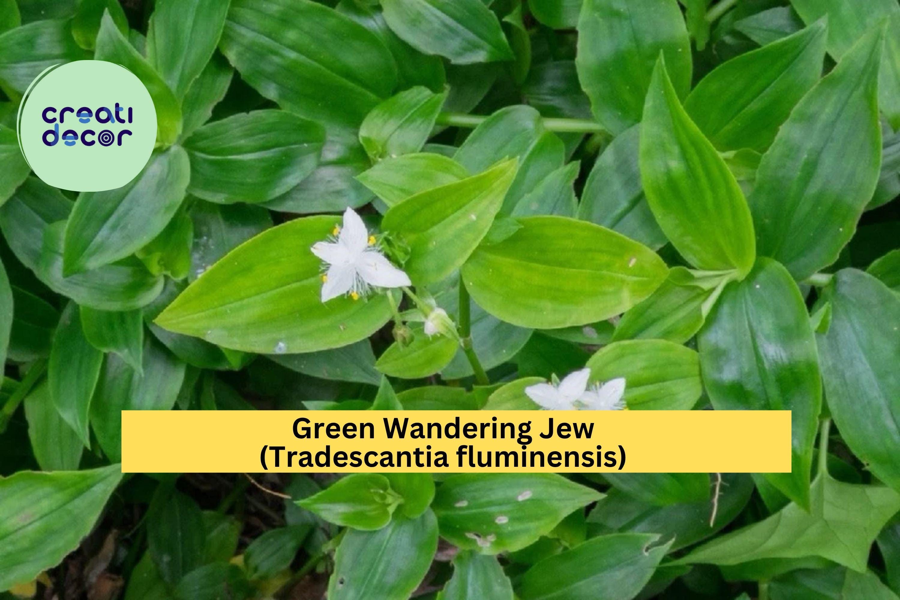 Green Wandering Jew Live Plant – Rooted Tradescantia fluminensis, Easy-Grow Trailing Vine for Hanging Pots or Terrariums, Zones 9–11