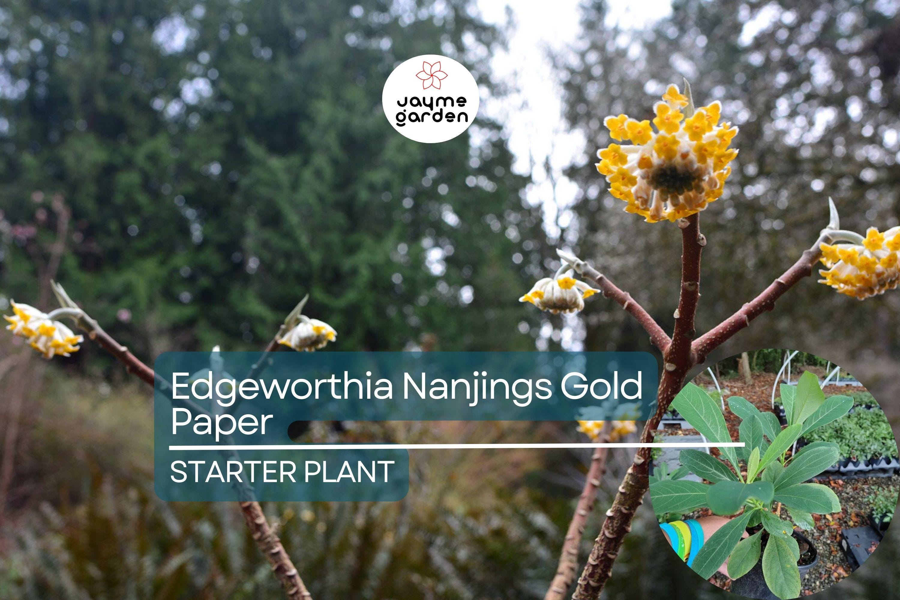 Edgeworthia Winter Gold / Snow Cream Paper Bush | Live Starter Plant | Fragrant Yellow Blooms | Shade Garden Shrub | Zones 7-9