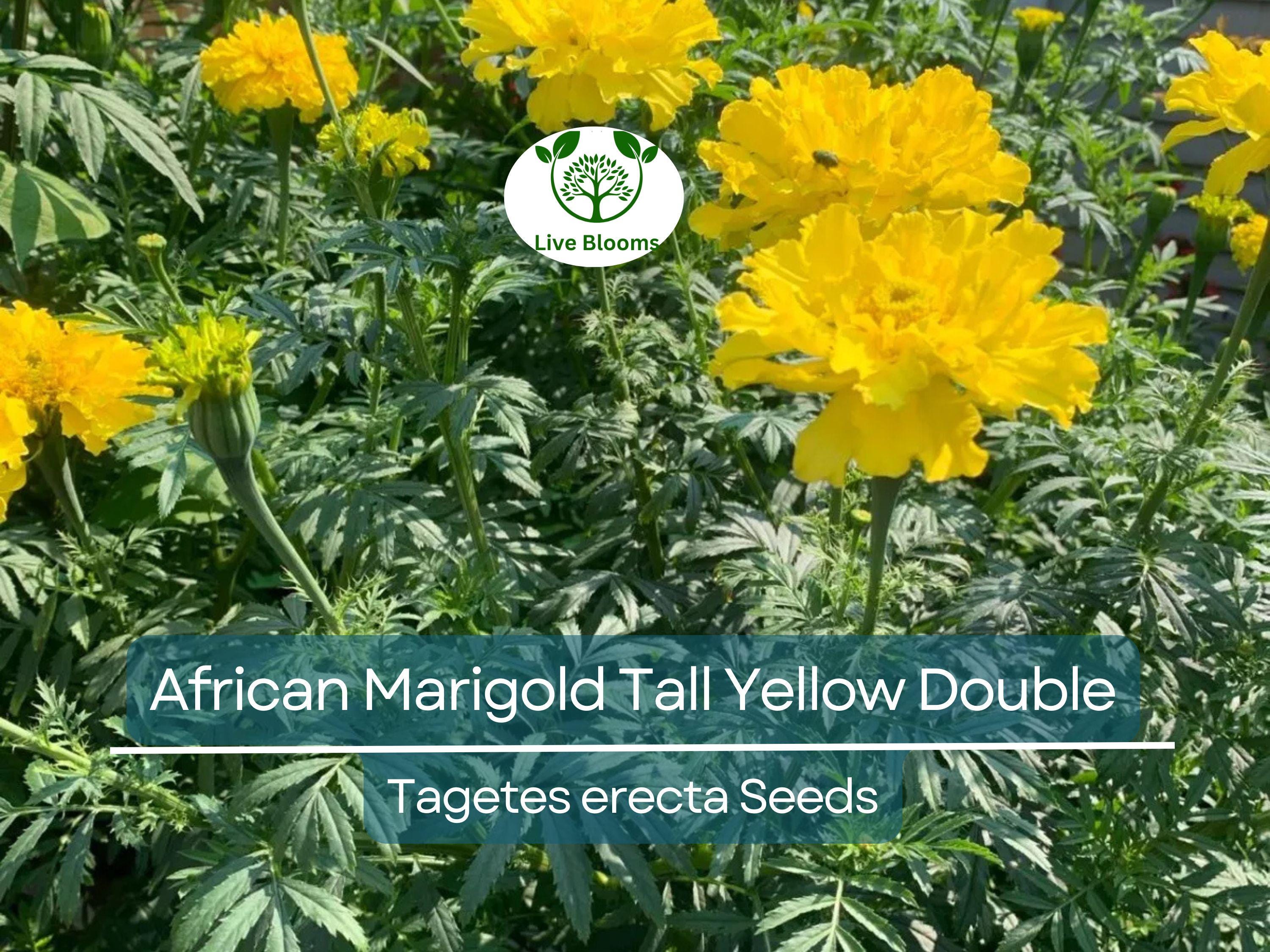 200 African Marigold Seeds - Tall Yellow Double Blooms | Tagetes erecta, Non-GMO, Beneficial Companion Plant, Pollinator Friendly