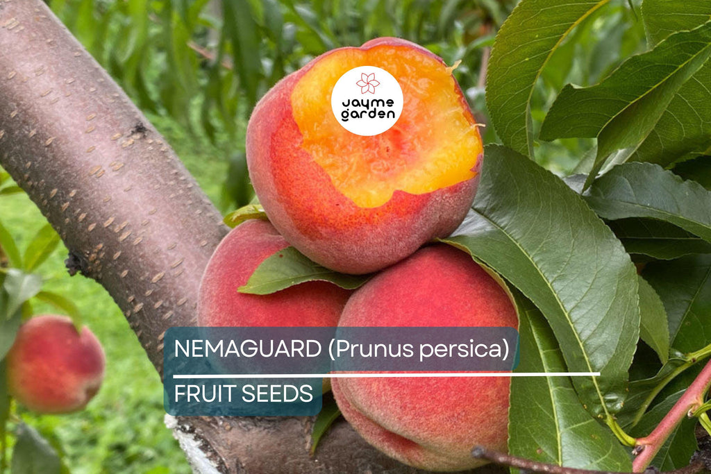 3 Peach Tree Seeds - Dwarf Loring Nemaguard (Prunus persica) - Fast-Growing Hardy Fruit Tree