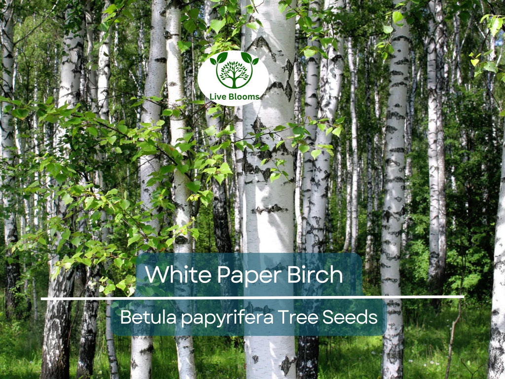 50 White Paper Birch Tree Seeds (Betula papyrifera) | Fast-Growing, Showy & Hardy | Native Birch Tree for Landscaping Gardens