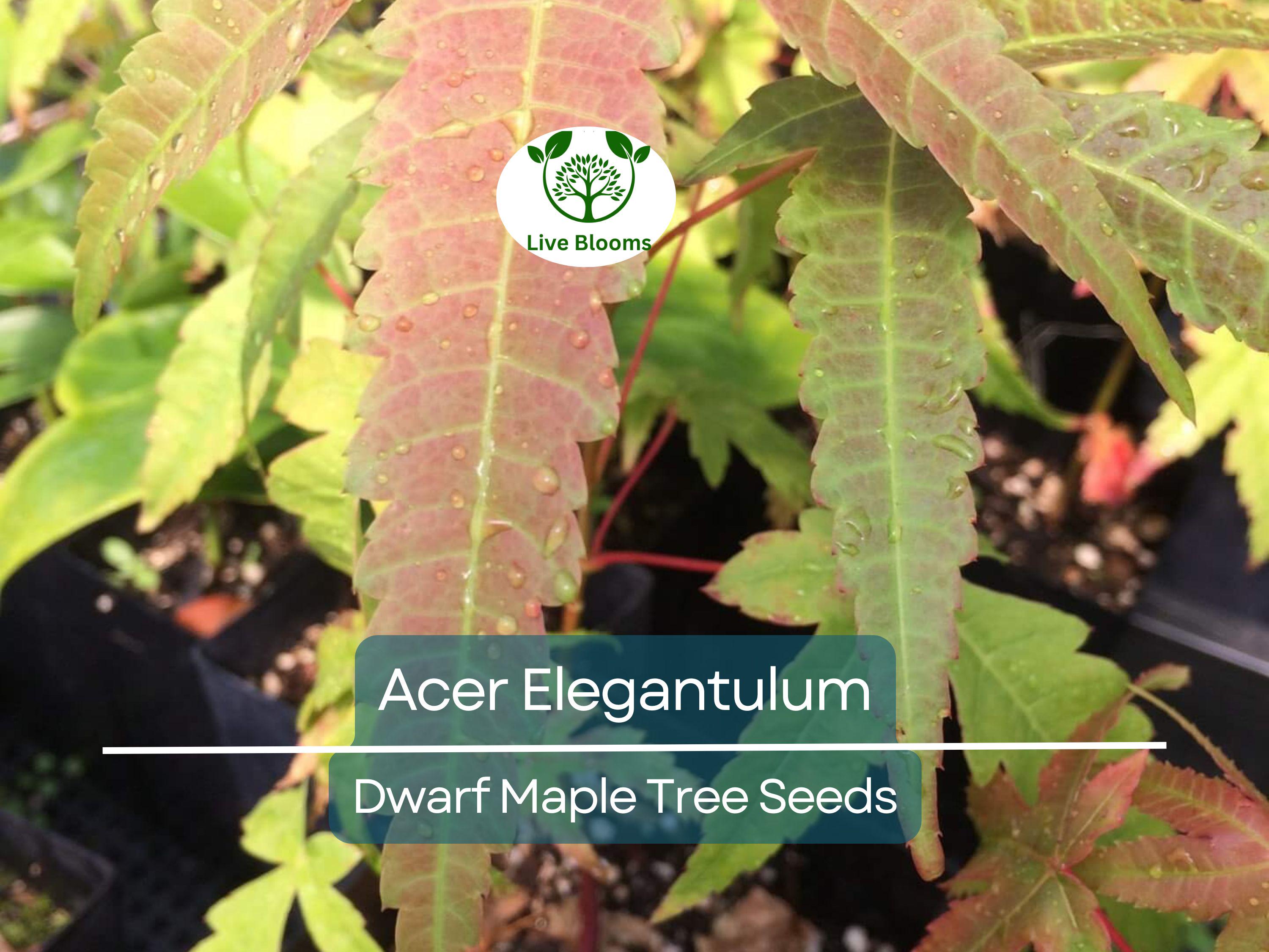 10 Seeds Acer Elegantulum (Dwarf Maple) for Planting - Beautiful Japanese Maple for Bonsai, Landscaping, & Gardens - Rare, Unique Tree Seeds