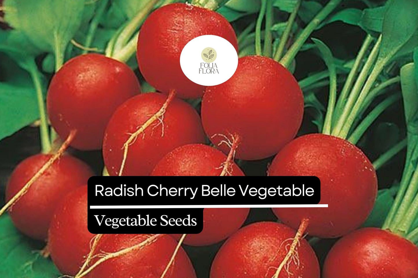 200 Seeds Cherry Belle Radish - Raphanus sativus | Quick-Growing Crunchy Red Radishes