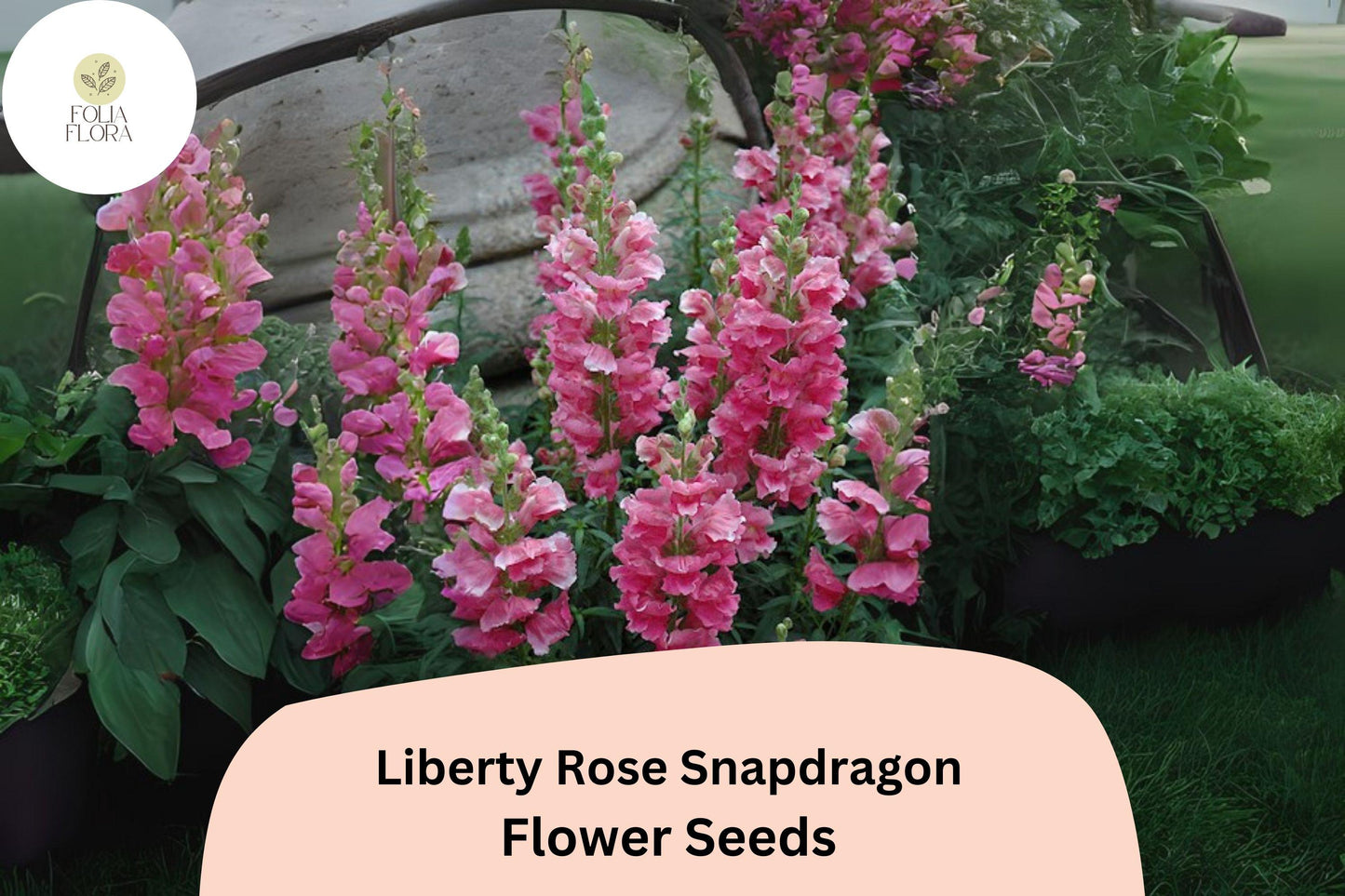 Antirrhinum majus Liberty Rose Snapdragon Seeds – 1000+ Soft Rose-Pink Blooms for Garden & Cut Flowers