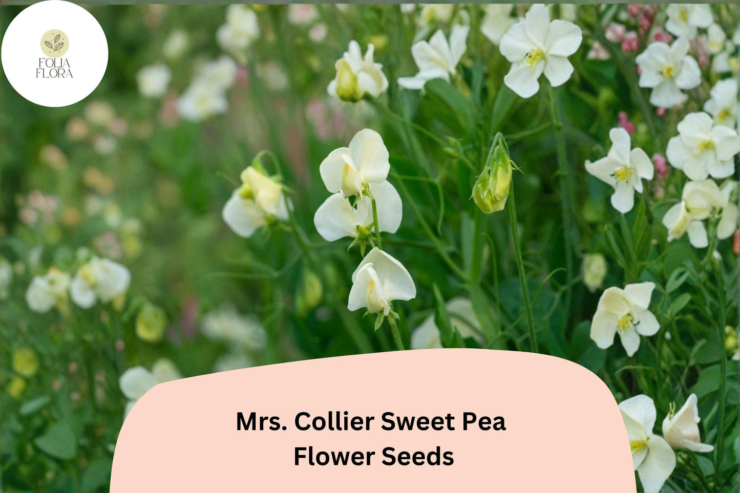 Mrs. Collier Sweet Pea Seeds | Lathyrus odoratus Cream Blooms Garden Planting (50+ Seeds)