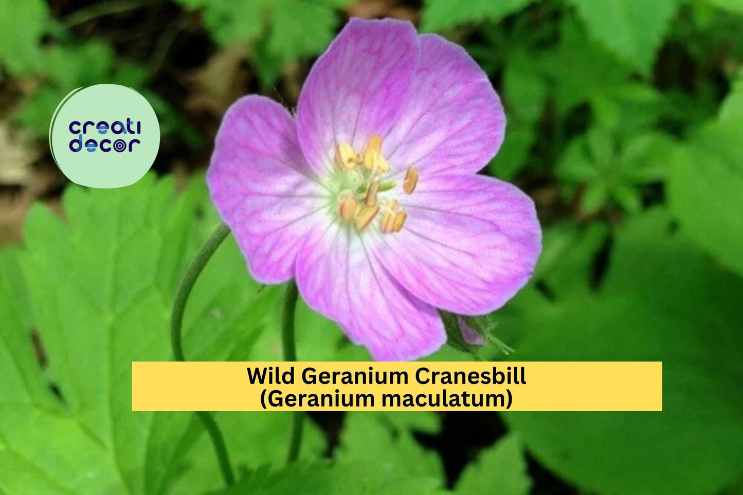 Wild Geranium Cranesbill (Geranium maculatum) | 10 Bare Root Organically Grown Perennial Plants | Native Shade Garden Flower