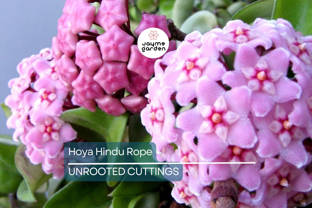 Hoya Hindu Rope Plant Cuttings | Unrooted 4-Inch Cuttings | Unique Indoor Plant | Easy Care | Lush Green Foliage