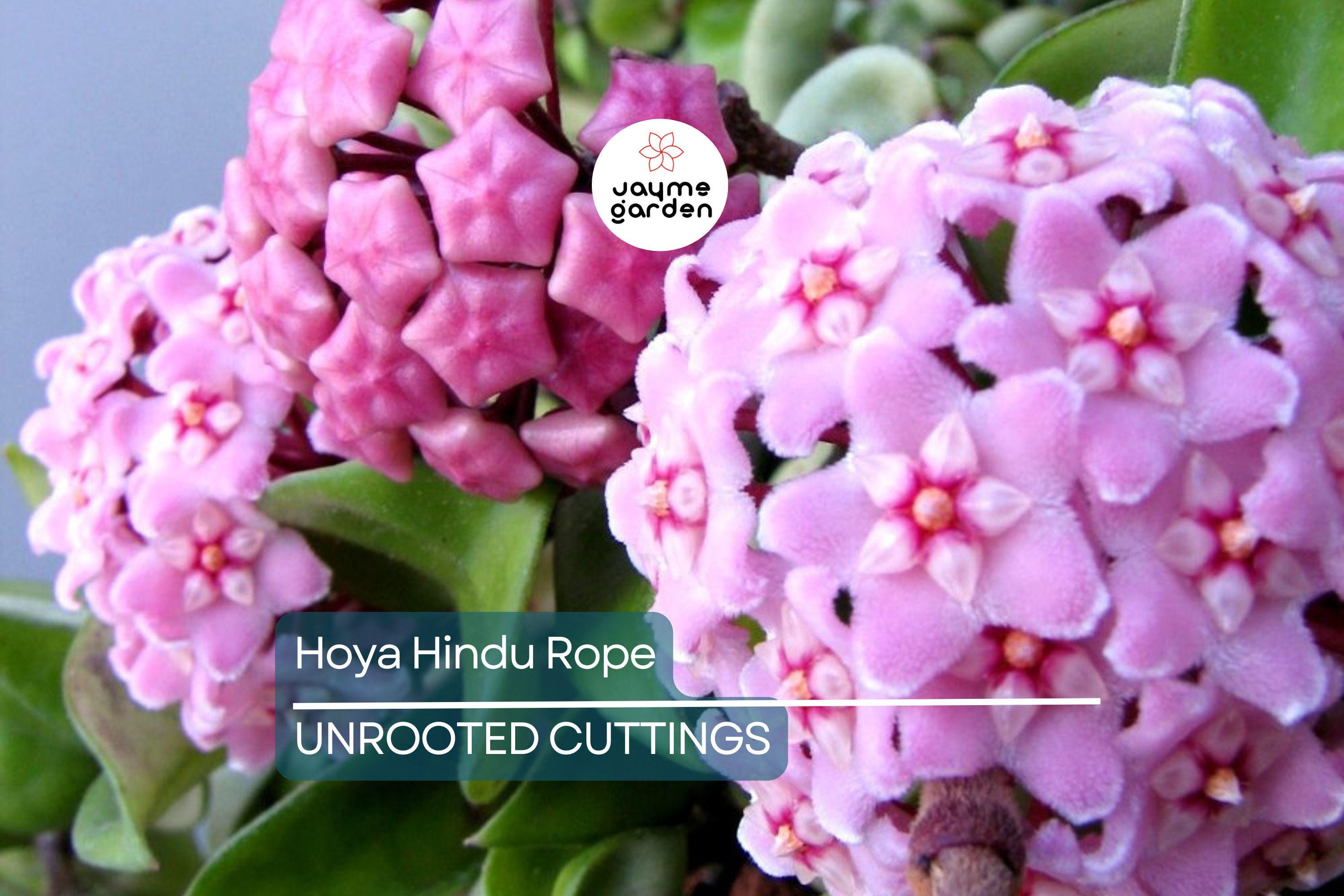 Hoya Hindu Rope Plant Cuttings | Unrooted 4-Inch Cuttings | Unique Indoor Plant | Easy Care | Lush Green Foliage