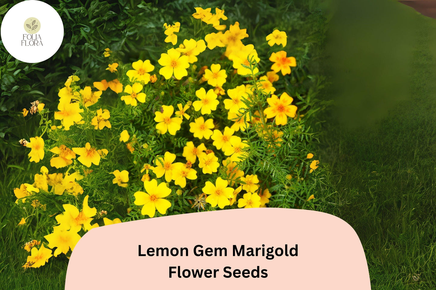 25+ Lemon Gem Marigold Seeds | Tagetes tenuifolia | Citrus-Scented Yellow Flowers | Compact Edging Annual for Garden Planting
