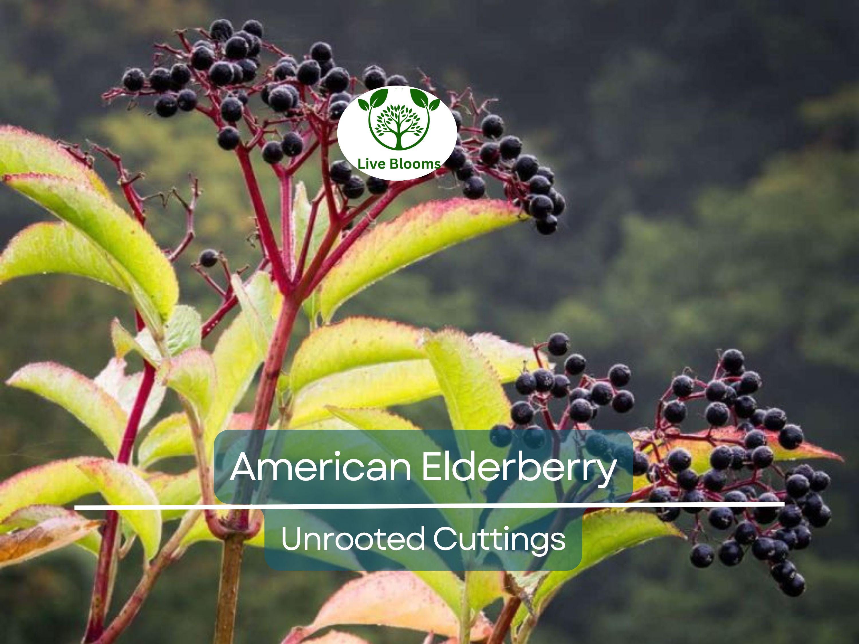 10 American Elderberry Unrooted Cuttings - Sambucus Canadensis - Elderberry Plant for Health, Home Garden Berries
