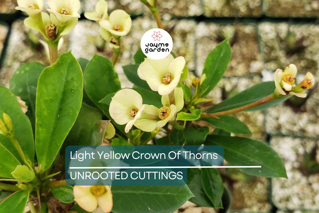Light Yellow Crown of Thorns Cutting (1 Unrooted) | Easy to Propagate | Euphorbia Milii Starter Cutting for Bright Blooms